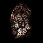 Leopard hunting