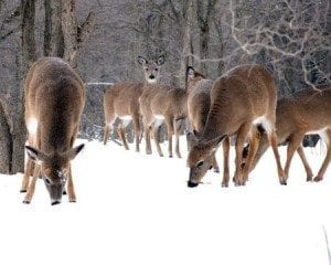 Whitetail Deer