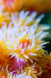 Scientists Look to Sea Anemones to Reverse Hearing Loss 