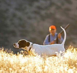 George Hickox, Renowned Bird Dog Trainer